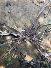 Panicum dichotomiflorum dichotomiflorum