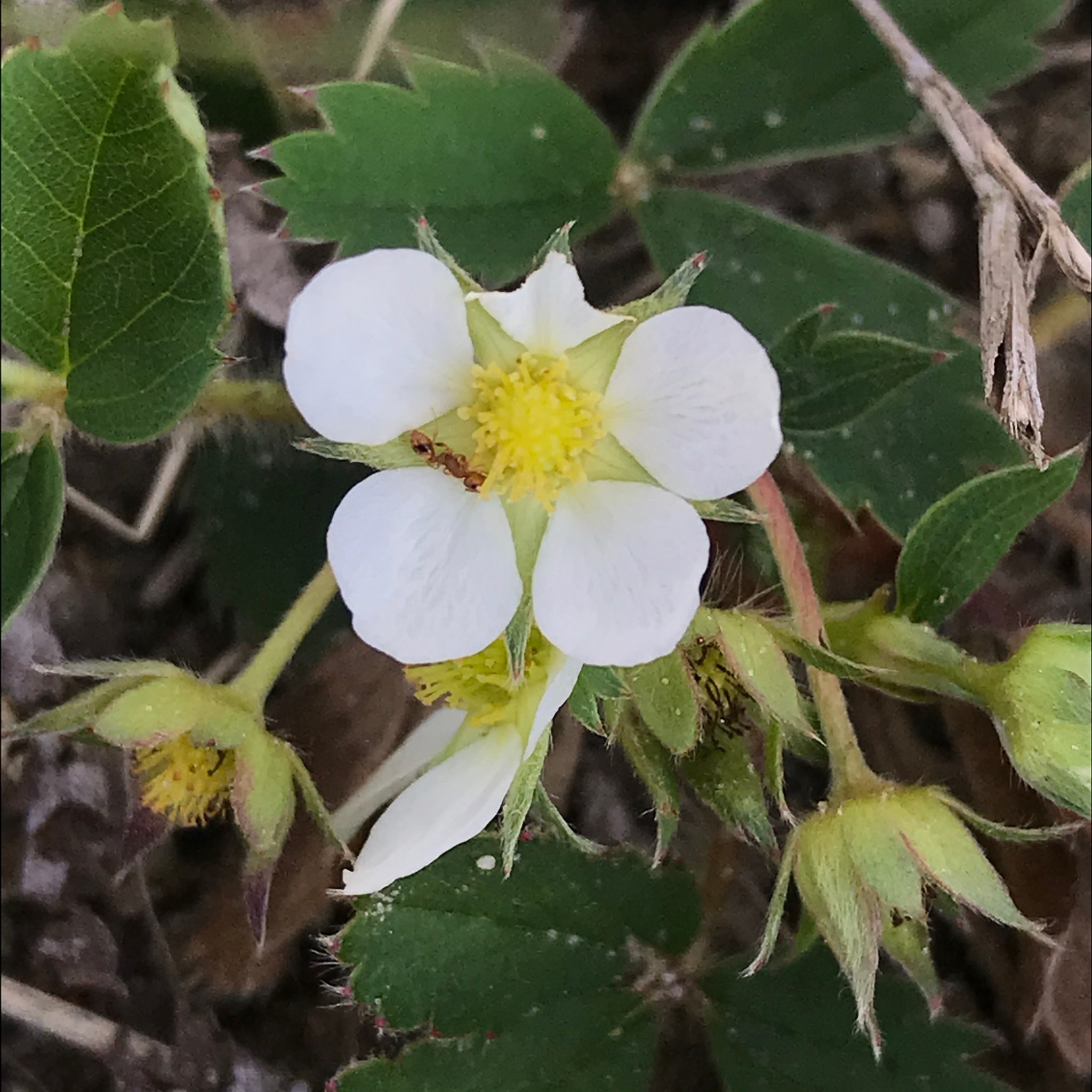 Temnothorax schaumii