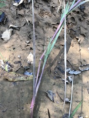 Panicum dichotomiflorum dichotomiflorum