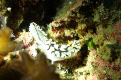 Phyllidia elegans
