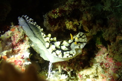 Phyllidia elegans