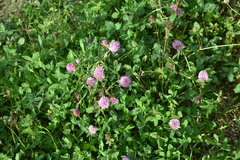 Trifolium pratense