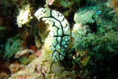 Phyllidia elegans
