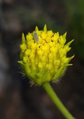 Lasiosiphon sericocephalus