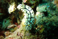 Phyllidia elegans