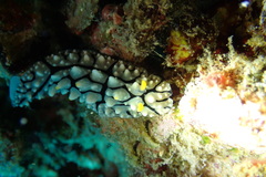 Phyllidia elegans