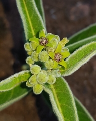 Raphionacme galpinii