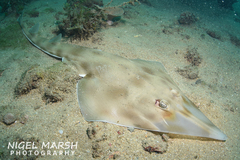 Aptychotrema rostrata