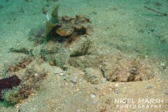 Cymbacephalus nematophthalmus