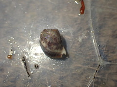 Cominella accuminata