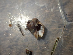 Cominella accuminata