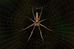 Cyphalonotus