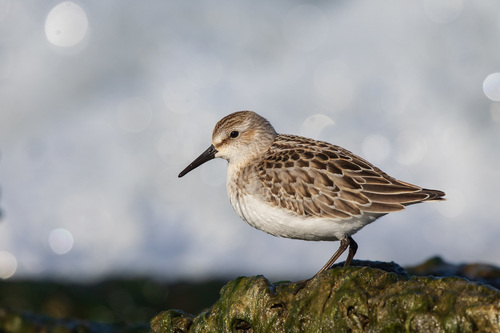 Semipalmated Sandpiper