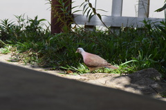 Nesoenas picturatus