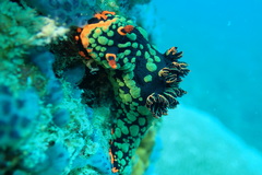 Nembrotha kubaryana