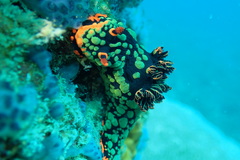 Nembrotha kubaryana
