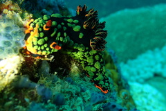 Nembrotha kubaryana