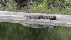 Alligator mississippiensis