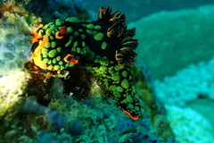 Nembrotha kubaryana