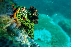 Nembrotha kubaryana