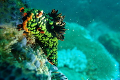 Nembrotha kubaryana