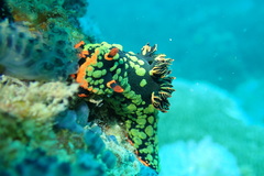 Nembrotha kubaryana
