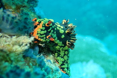 Nembrotha kubaryana