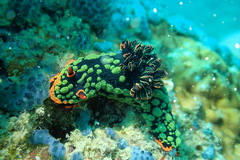 Nembrotha kubaryana