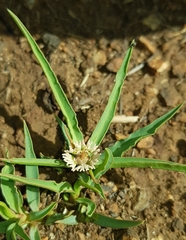 Euphorbia pseudotuberosa