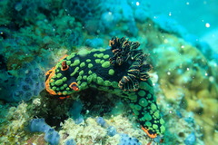 Nembrotha kubaryana