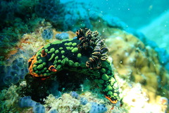Nembrotha kubaryana
