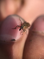 Listronotus elongatus
