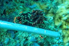 Nembrotha kubaryana