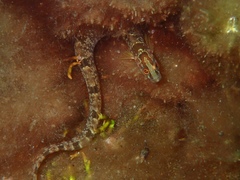 Pholis gunnellus