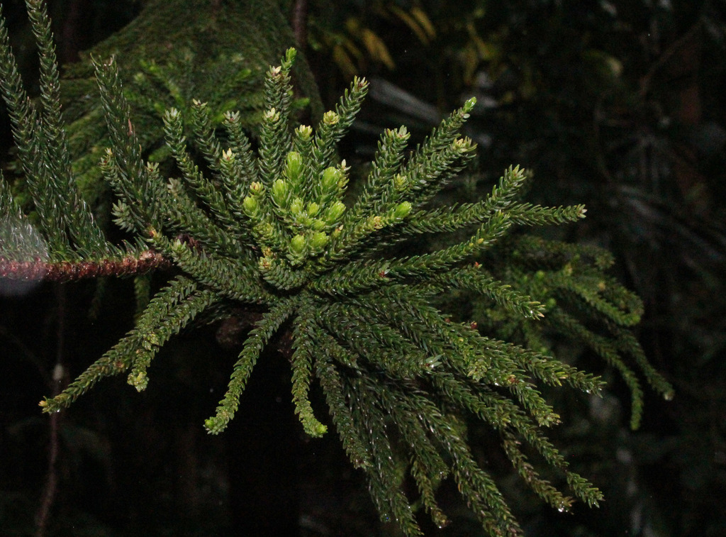 coast araucaria