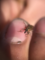 Listronotus elongatus