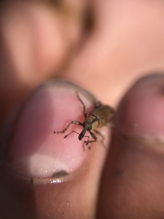 Listronotus elongatus