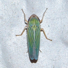 Xyphon reticulatum