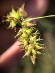 Carex bonariensis