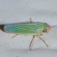Xyphon reticulatum