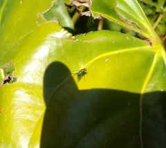 Diptera
