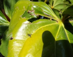 Diptera