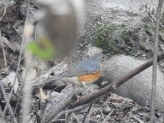 Turdus hortulorum