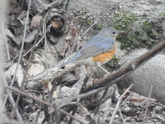Turdus hortulorum