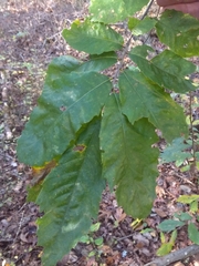 Castanea pumila