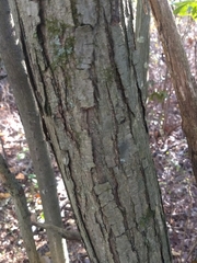 Castanea pumila
