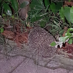 Erinaceus europaeus