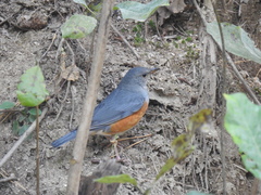 Turdus hortulorum