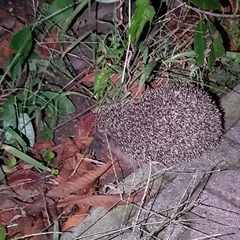 Erinaceus europaeus