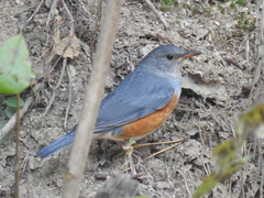 Turdus hortulorum